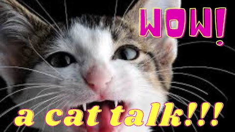 Talking cat Cutest pet