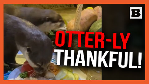 OTTER-LY THANKFUL! — New Hampshire Otters DINE on Thanksgiving Feast