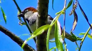 IECV NV #288 - 👀 Male House Sparrow On A Branch In The Weeping Willow Tree 5-3-2017