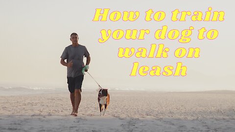 How to train your dog to walk on leash? - Complete Training