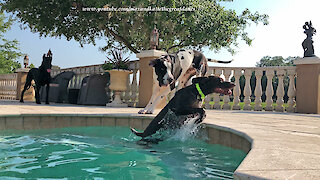 Great Danes Have Fun With Water Loving GSP Pointer Dog