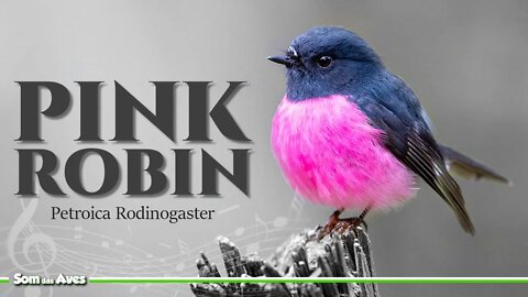 O Fantástico PINK ROBIN🌷 - O Pássaro Rosa da Austrália