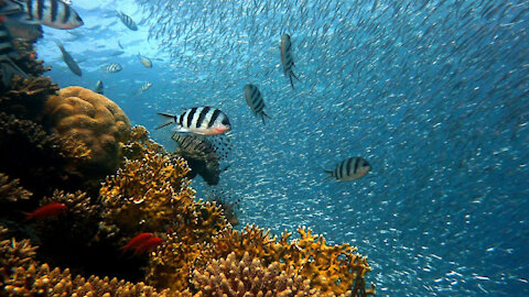 #shorts Underwater Fun - Relaxing - Peaceful