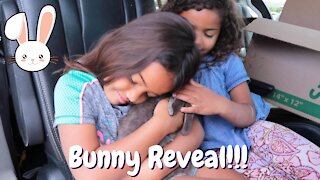 Kids Videos: Driving My Family 4 Hours To Get Our Holland Lop Bunny!