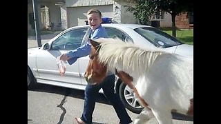 Lost Horses And Ponies In Friendly Neighborhood Get Led Back Home With Carrots Through The Woods