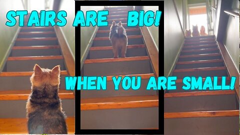 Stairs are BIG when you are a SMALL doggie!