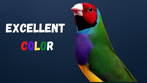 Excellent Lady Gouldian Finch Color | Red Head Purple Breast Green Body Gouldian Finch