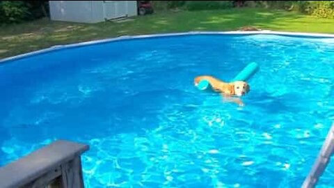 Ce chien futé apprend à utiliser les frites de piscine pour nager