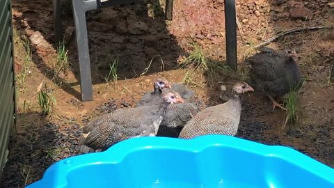 Guinea fowl keets 10 weeks old