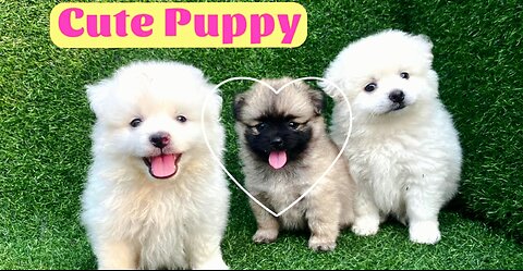 Cute Puppy - Funny and Cute Dog Videos Compilation 2023