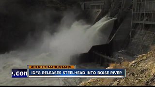 Fish and Game releases steelhead