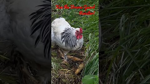 Ken the guard rooster going after some Wisconsin sweet corn! #rooster #wisconsin #sweetcorn #ken