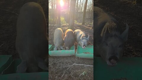 Pigs Having Breakfast at Sunrise @UncleTimsFarm #kärnəvór #carnivore #shorts #pigtalk