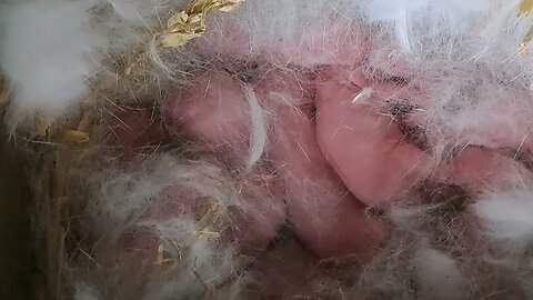 Newborn New Zealand White Baby Bunnies Rabbits kits 1st day supercute and full tummy in fur