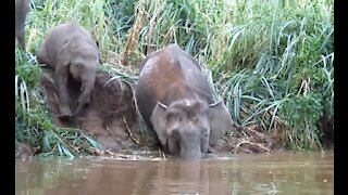 Malaysia - Borneo Pygmy Elephant Family crossing tributary 2013-06