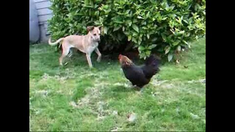 Chicken VS Dog Fight | Funny Dog Fight Videos #funny #dogvscat #dog #cat