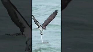 Osprey Lifts Out of the Ocean With Its Prey! 😮 #wow #predator #animals #short #shorts