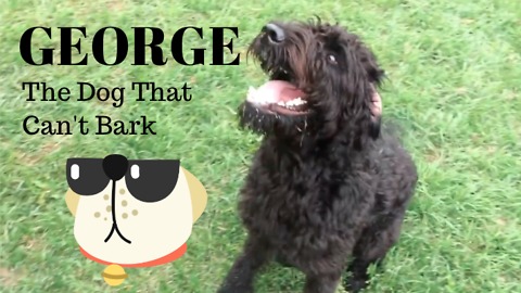 Meet George, the dog that can't bark!