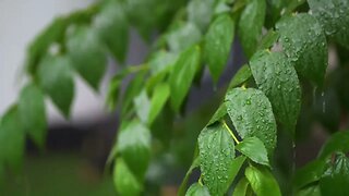 "Relaxing Sounds of Rain Falling on Leaves: Perfect for Sleeping, Studying, and Calming the Mind