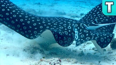 10 Things You Didn’t Know about Stingrays