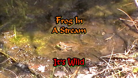 Frog In A Stream