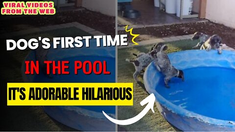 DOG'S first time in the POOL (IT'S ADORABLE HILARIOUS)