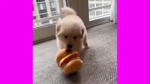 Cute Golden Retriever Puppy Is Hungry