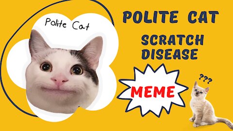 Polite Cat Meme original Scratch Disease Memes Videos 🐈 Beluga Discord Cats