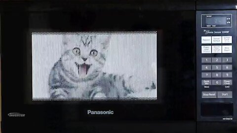 Cat in the Microwave - Evil Judges - January 14, 2021