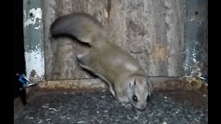 Rocky the flying squirrel drops into the bird feeder late last night