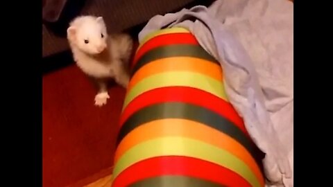 Cute ferret, Baby Nibbles says wake up