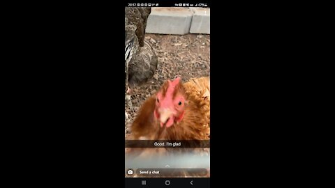 Time-lapse of my chickens while I'm at work