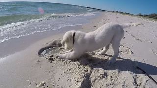 Puppy Digs Hole In Sand, Gets Angry When The Ocean Fills It Up Again