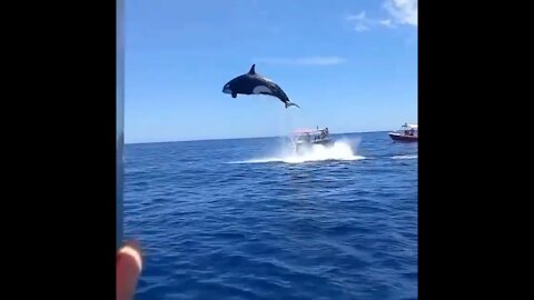 whale jumps into the air