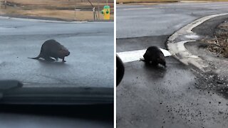 Adorable moment beaver caught crossing the road