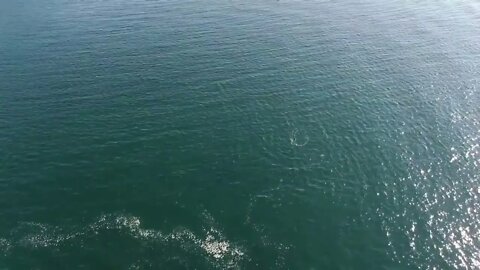 Drone footage of Orca Hunting Porpoise! Full Video!-1