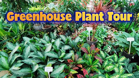 House plant tour 2023 | Collection greenhouse tour "part 3"