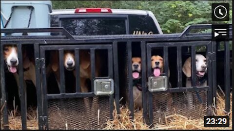 Deer Hunting w/ Dogs - Those Hounds Can't Stand A Deer!