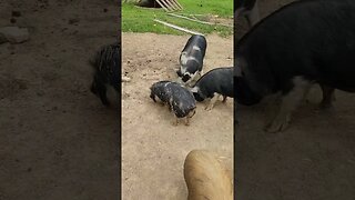 Hogs will clean up any dead birds we have. #farmlife #farm #kunekune #ipp