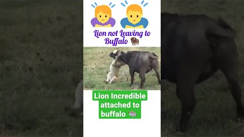 Lion t_errible attached to buffalo 🐃#shorts #shortsfeed #youtubeshorts