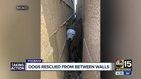 Dogs rescued from between walls by animal control