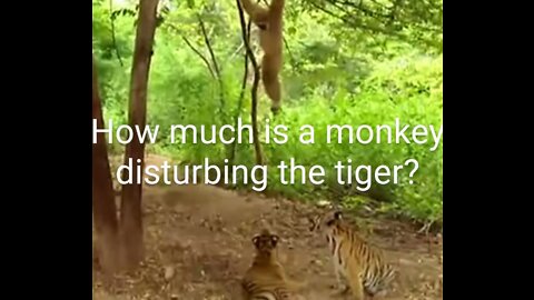 How much is a monkey disturbing the tiger?( Look at the amezing funny video)