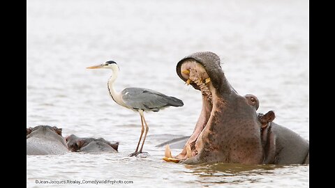 Hilarious Animals Comedy Extravaganza!🐾 😄