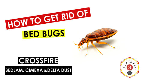 How To Get Rid of Bed Bugs In Your Home - Crossfire, Bedlam, Delta Dust