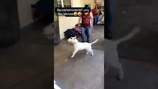 ESSE CACHORRO E INCRIVEL O SEU TAMBEM FAZ ISSO ? #meme #cachorro #viral #fy #rir #shorts