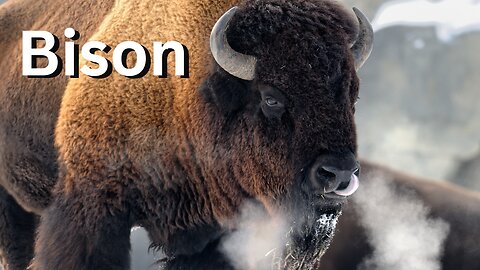 Bison: Majestic Creatures of the American West