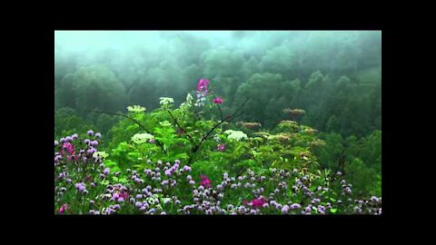 Rain Sounds with Tibetan Singing Bowls and Birds chirping [ Sleep Music ]