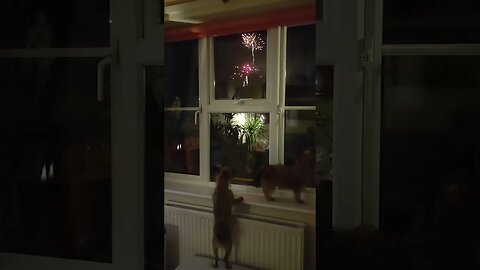 Chihuahua experiences her FIRST Fireworks! 🎆