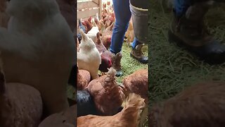 #farm #chickens #shorts