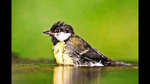 Bird taking a bath